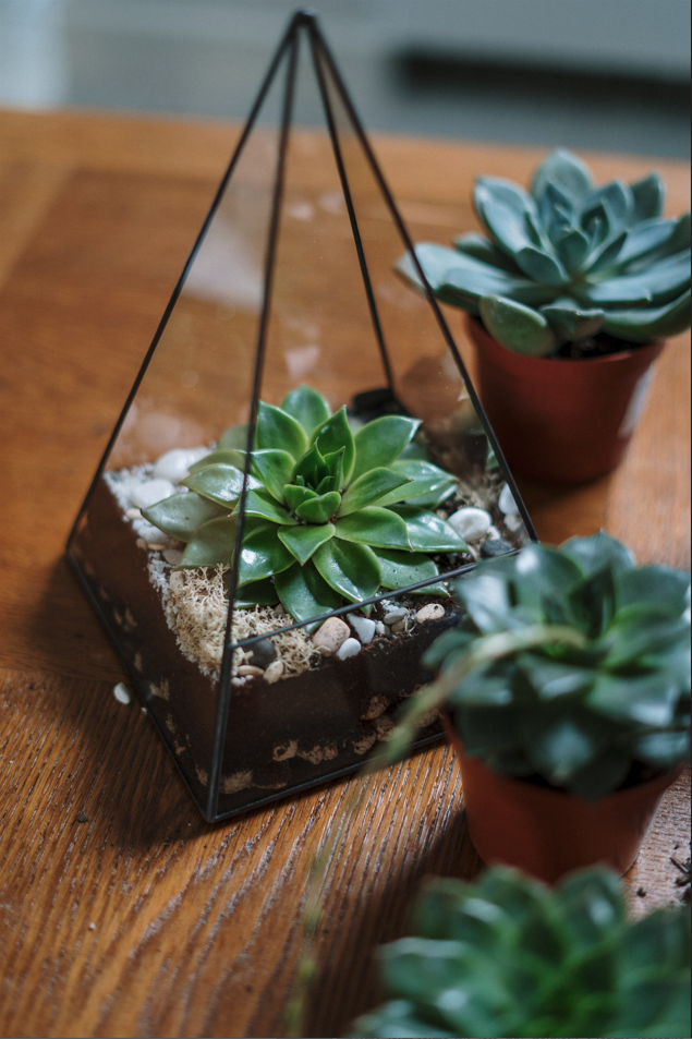 terrarium sur une table