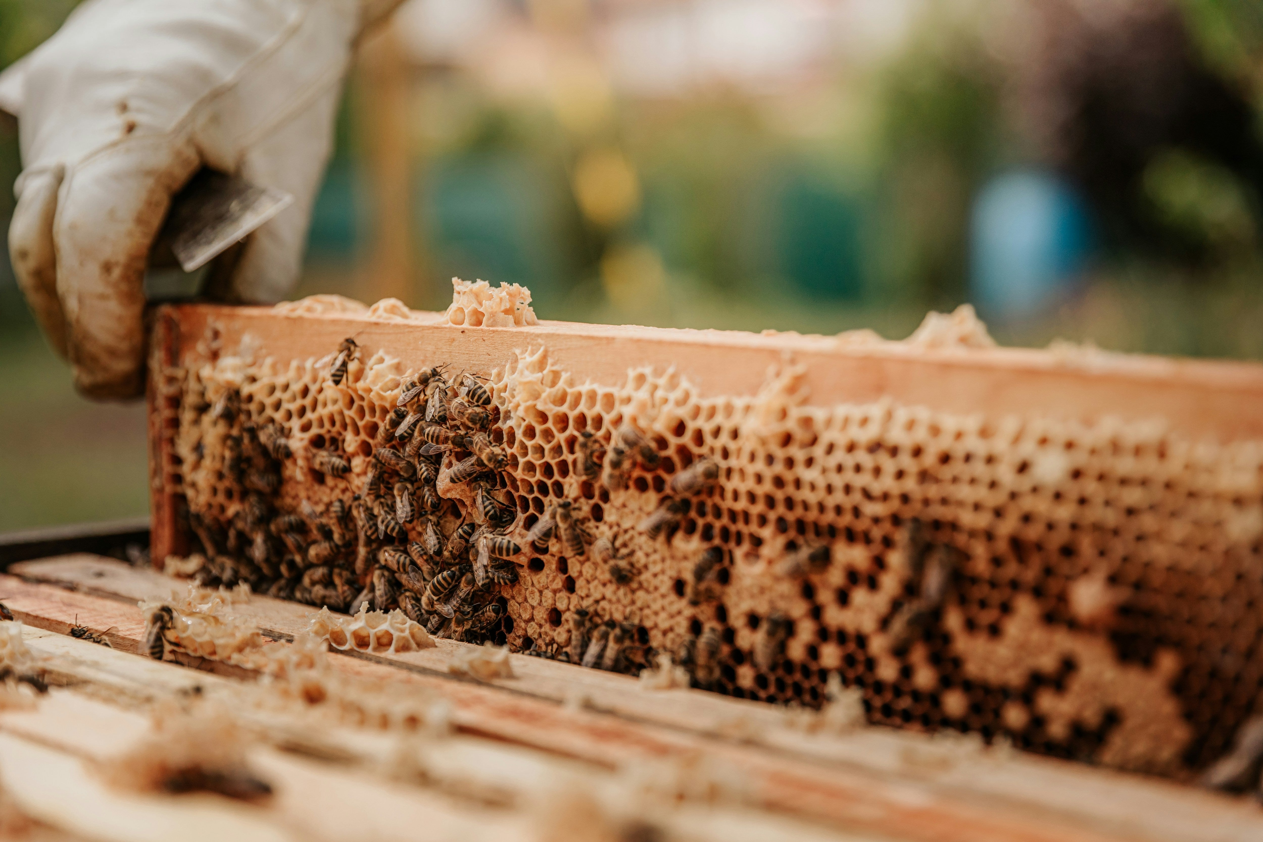 habitat pour faire du miels des abeilles, mains d'apiculteur 