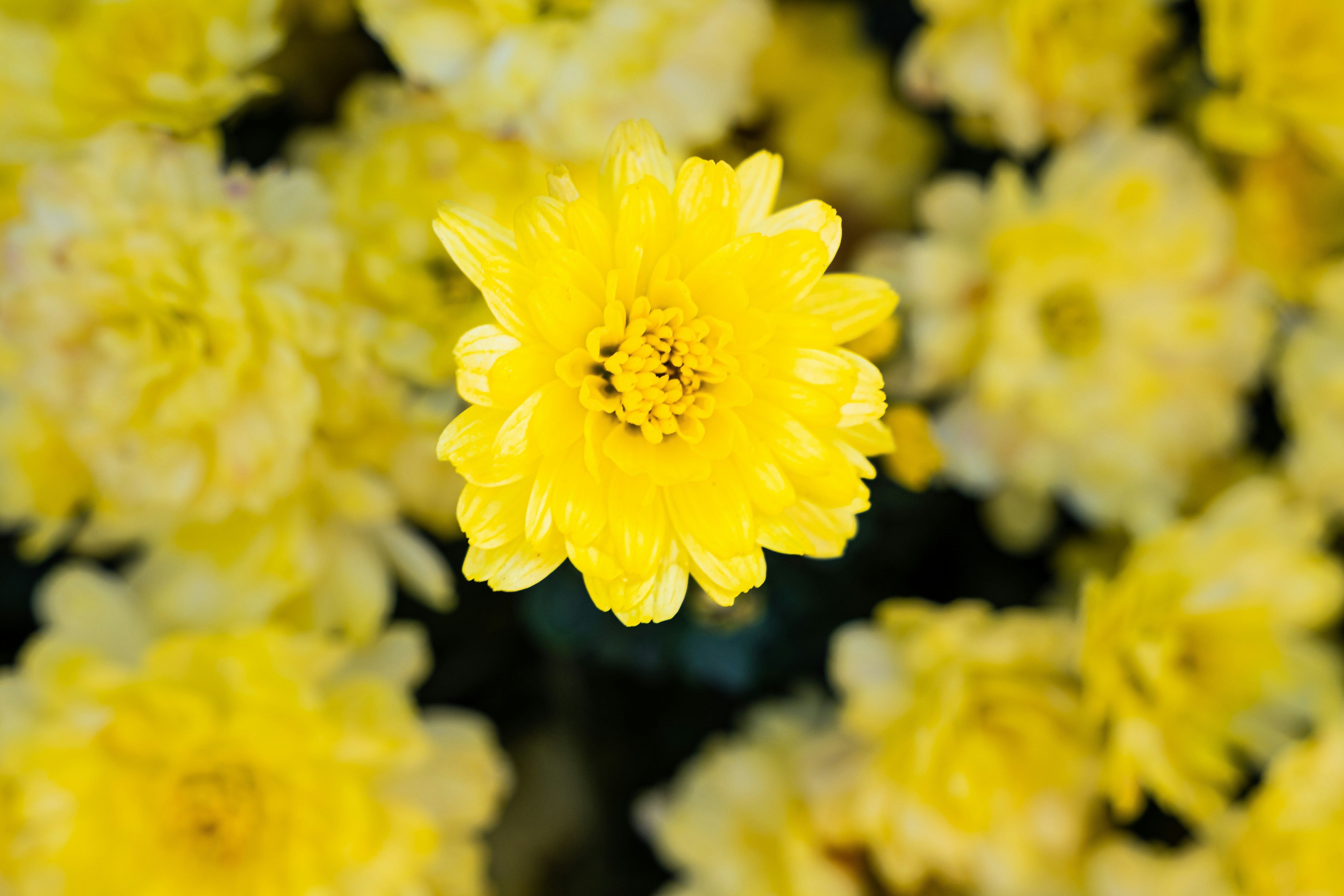 fleurs jaunes 