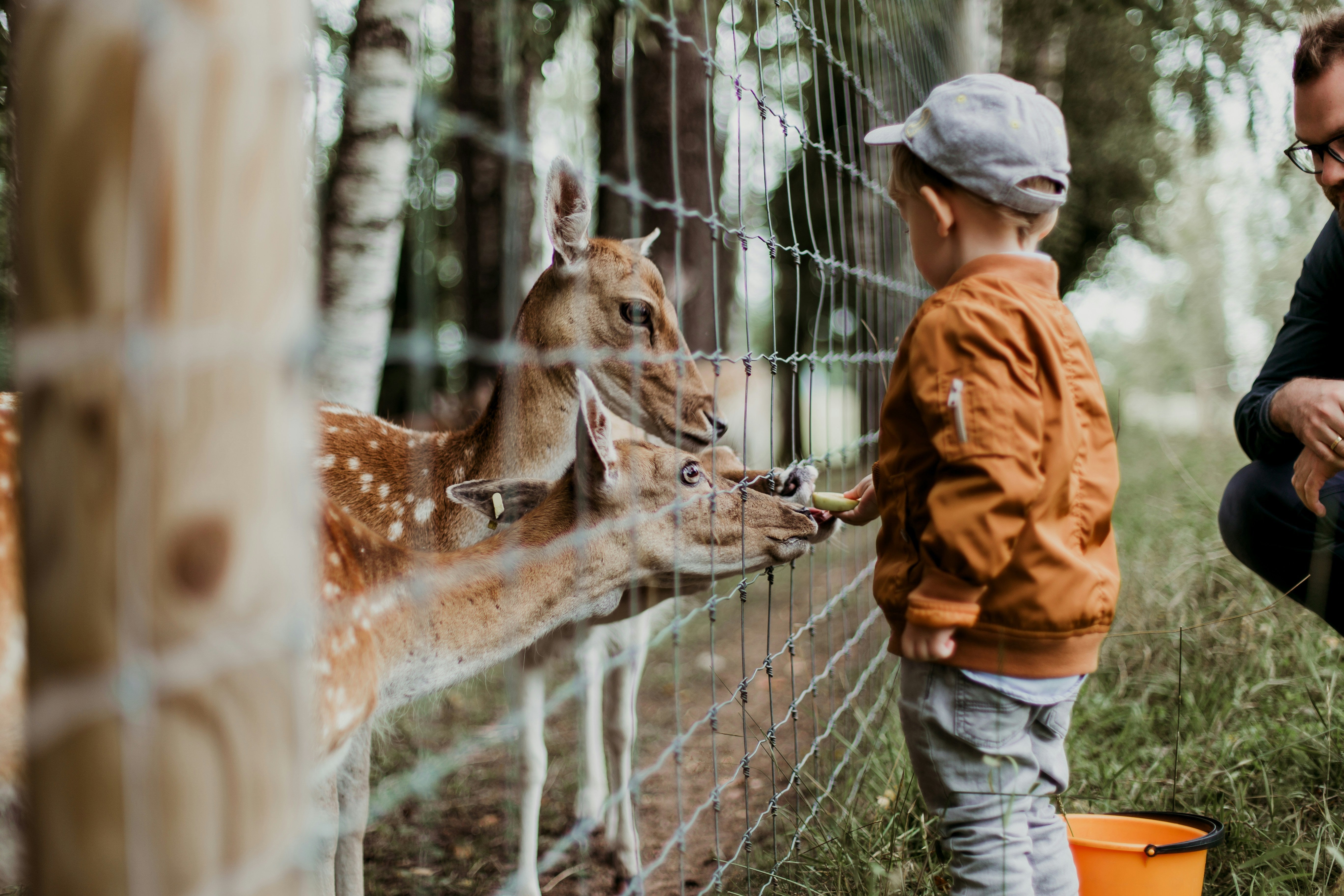 Biche avec un enfant qui les nourrit. 