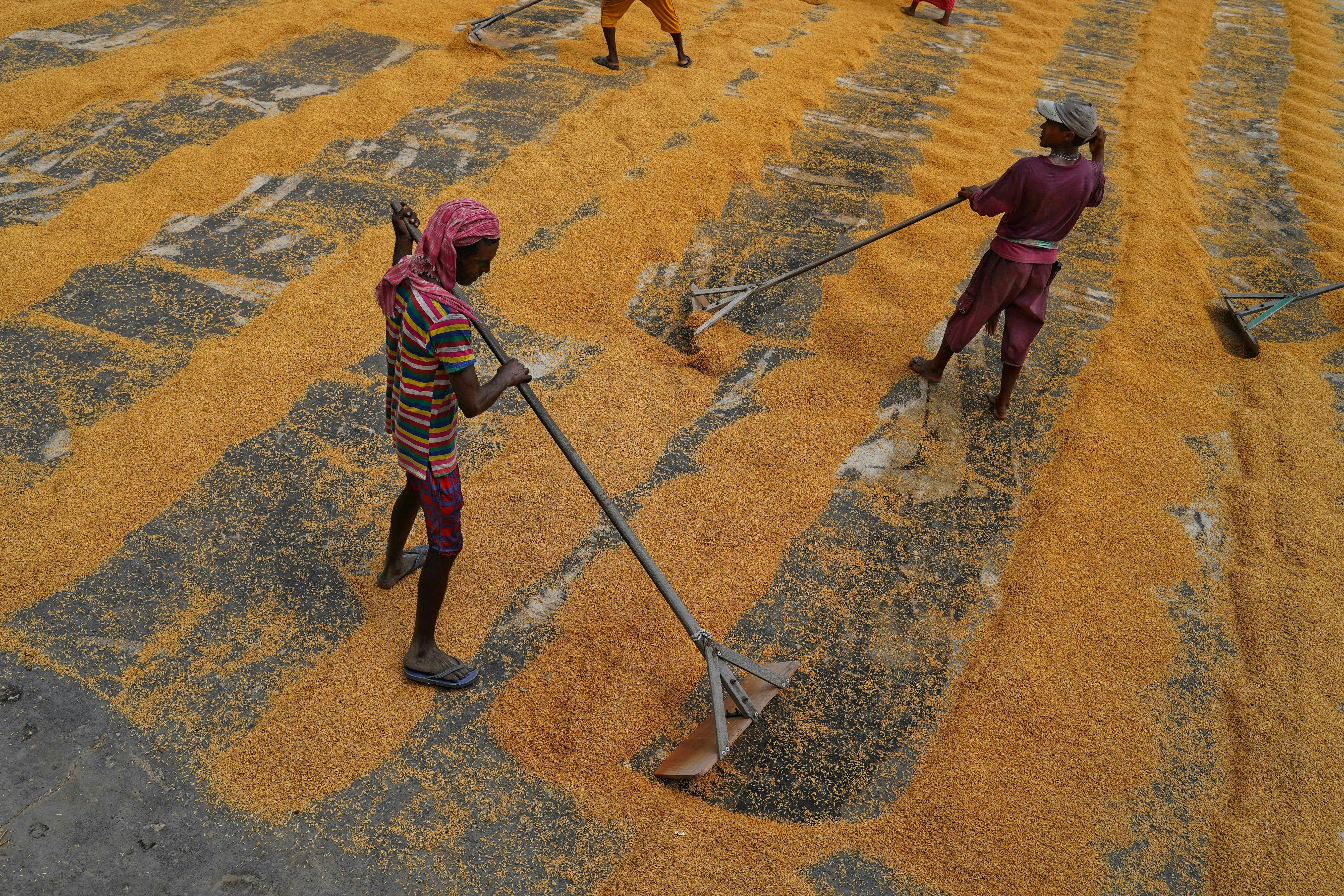 enfants qui labourent des champs 