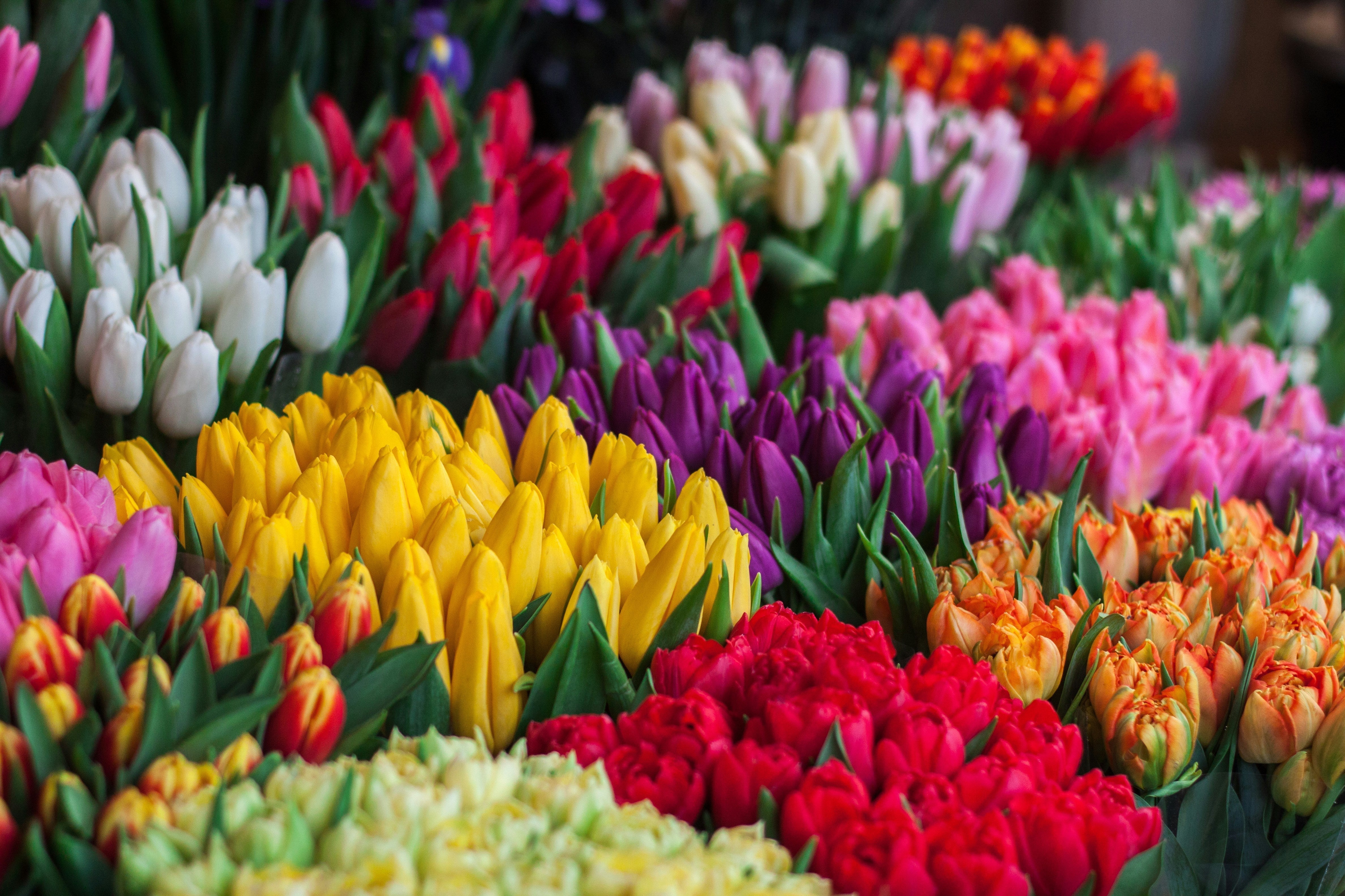 étalage de tulipes - différentes couleurs