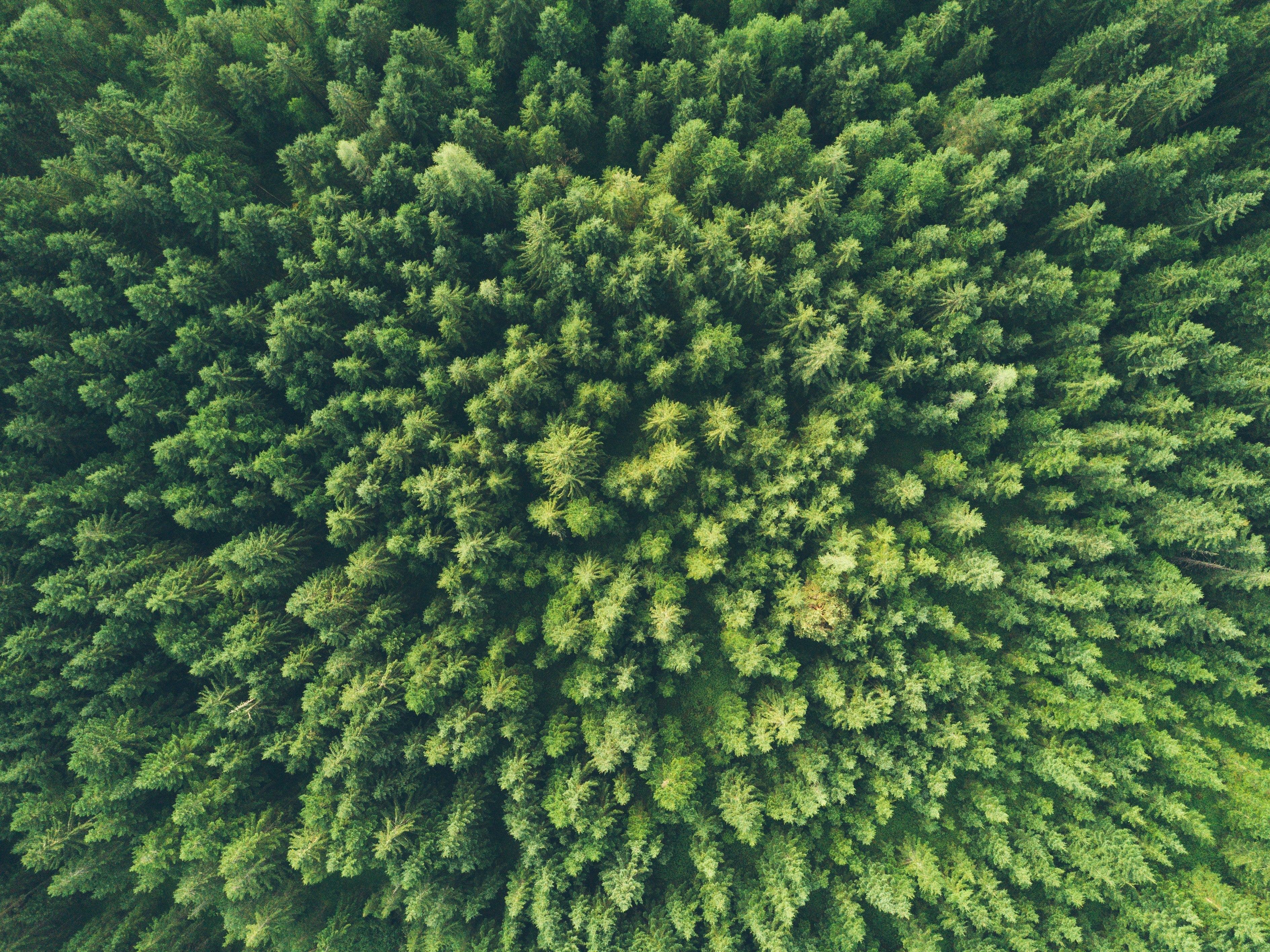 forêt vue du ciel