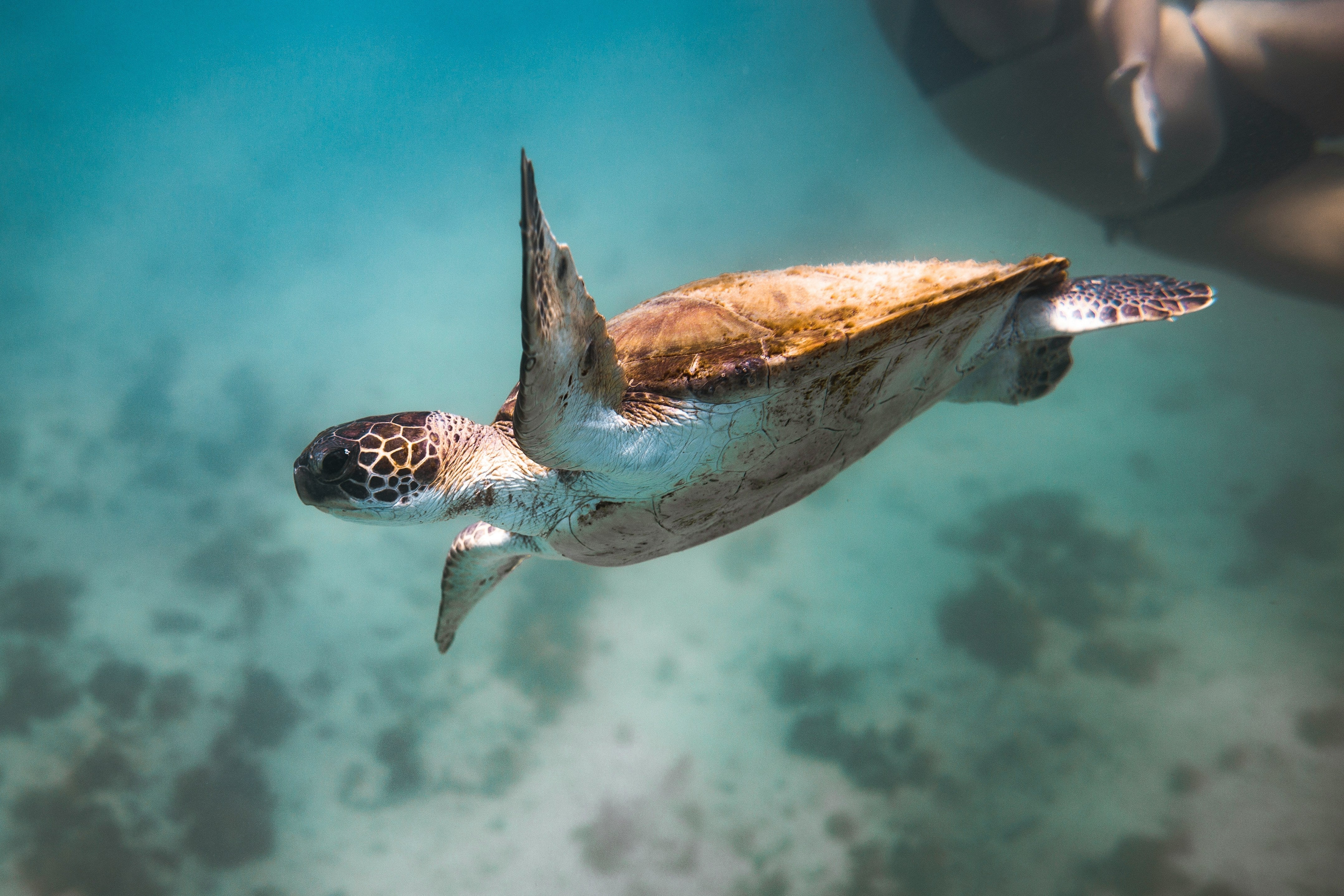 tortue dans l'eau transparente 