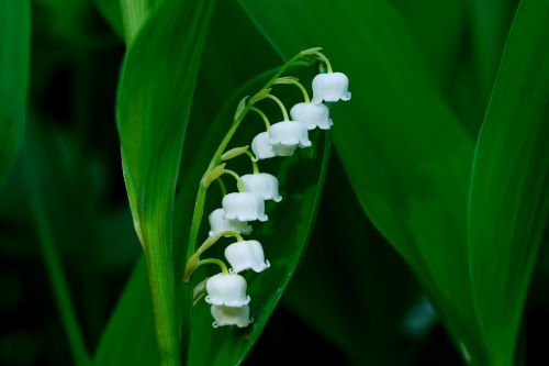 Moi de mai = Muguet