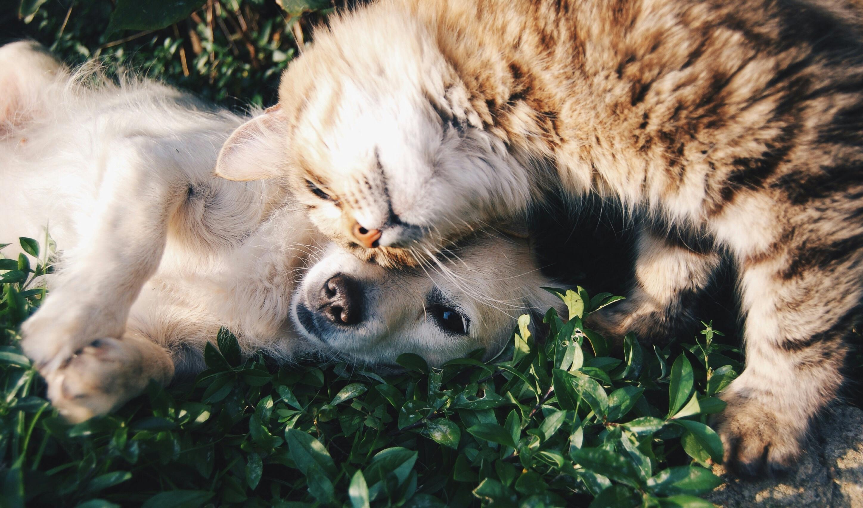 photo d'un chien et d'un chat