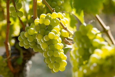 raisins blanc français pour le vin de Sauvignon blanc