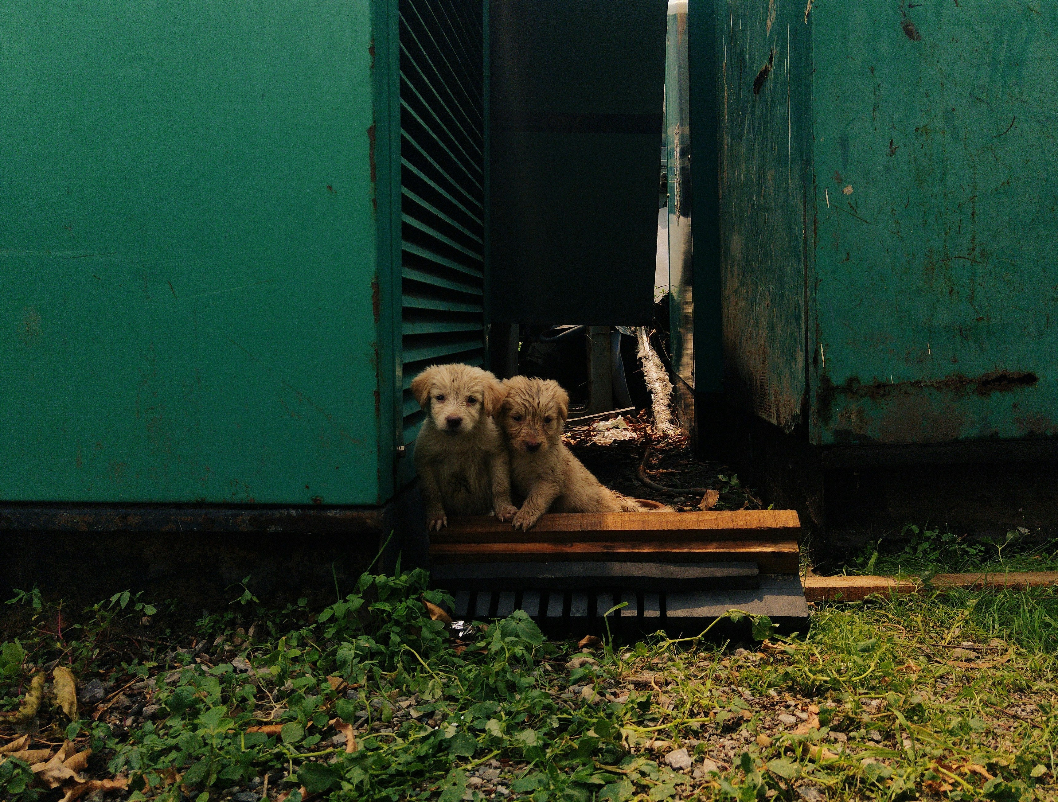 deux chiots entre deux murs qui ont peur