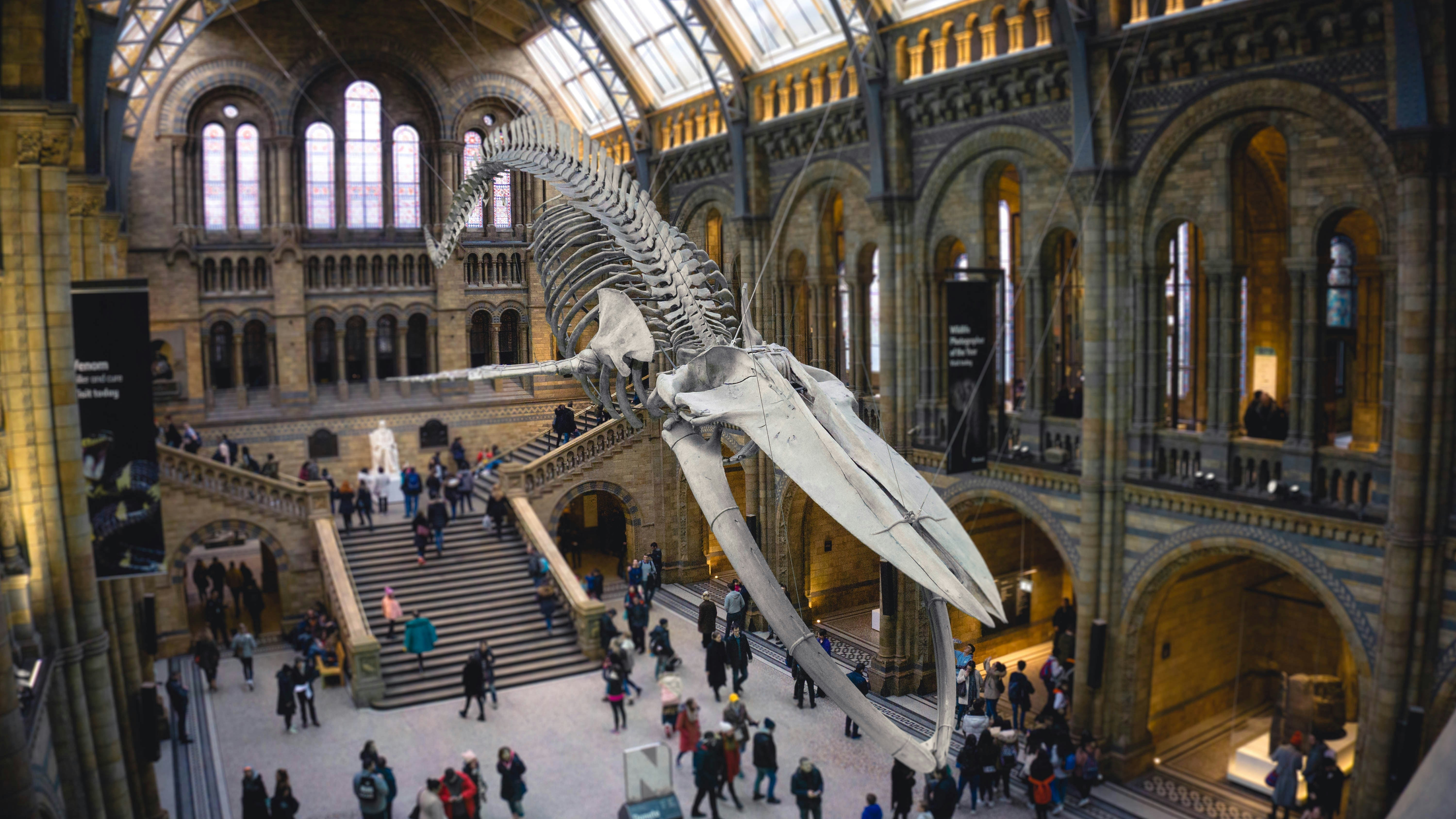 Musée d'histoire naturelle de Londres