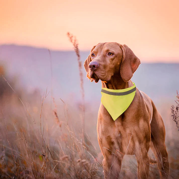 collier pour chien