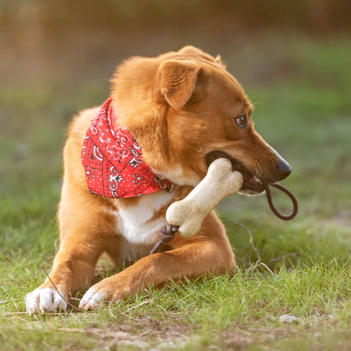 jouet en forme d'os pour chien