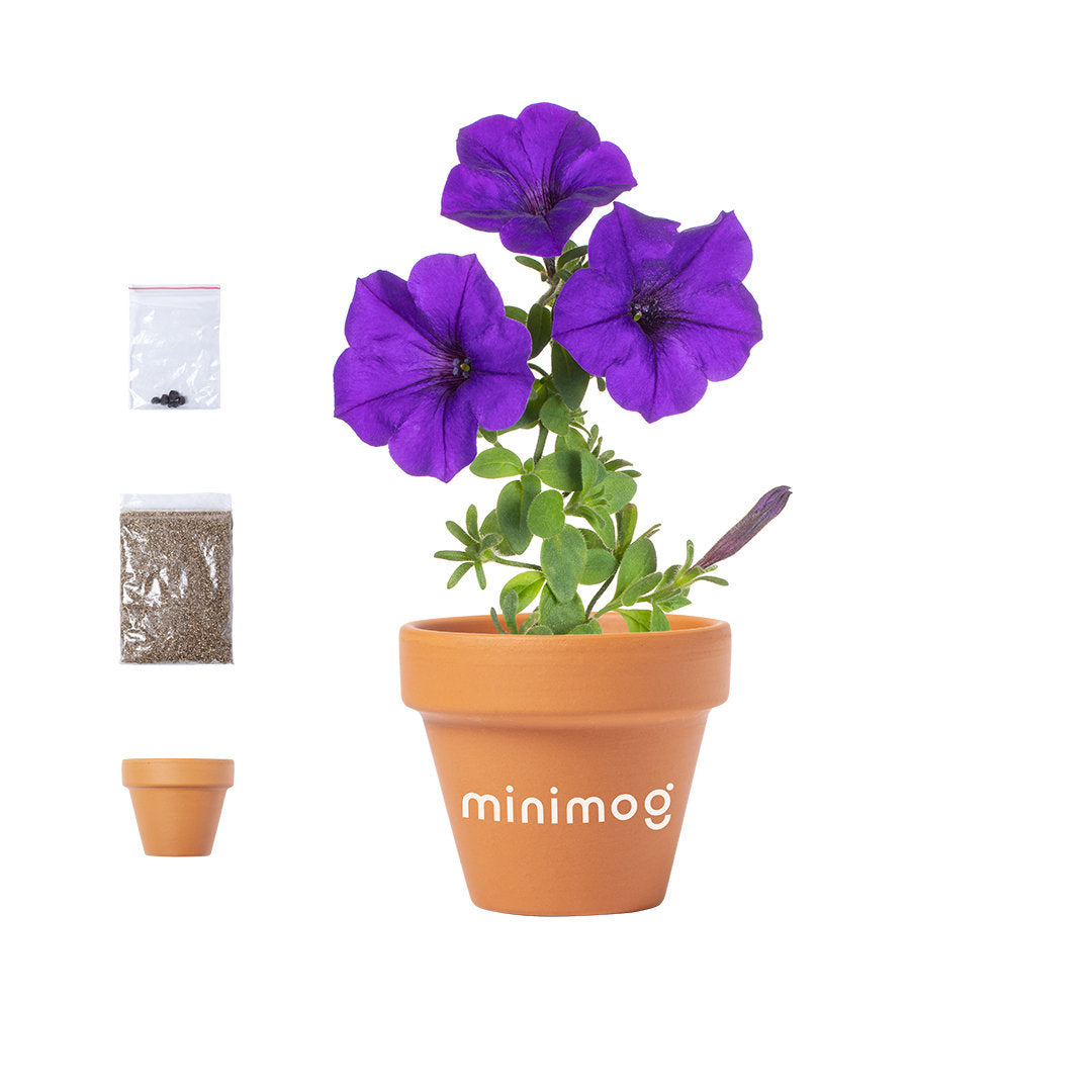 pot à fleurs avec 5 à 8 graines de petunia