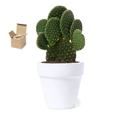 Pot de fleurs avec graines de cactus KONTE