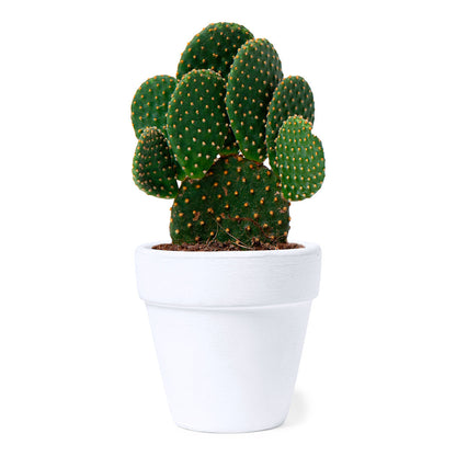 graines de cactus à planter avec pot