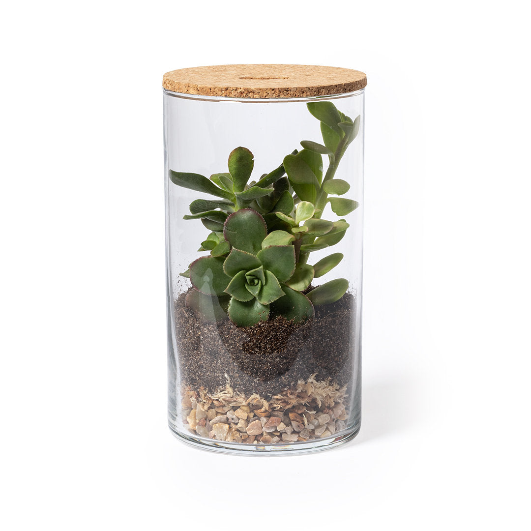 petit terrarium à construire